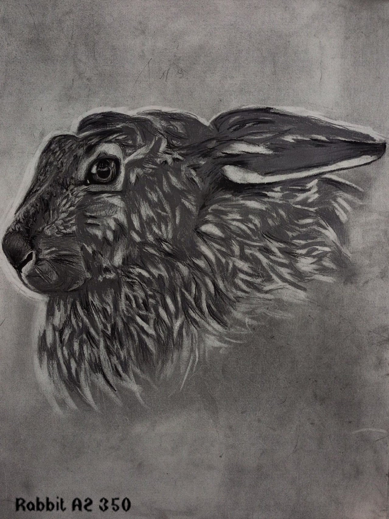 Collection of paintings of animals
